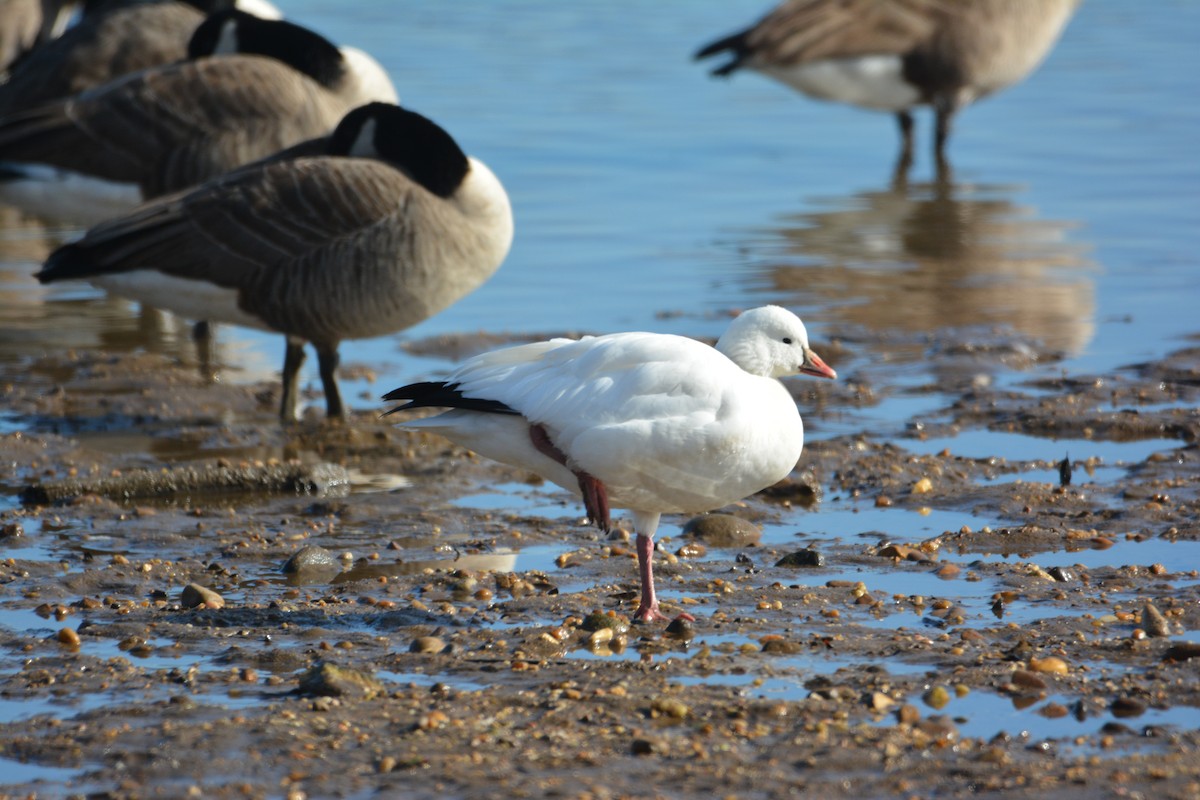Ross's Goose - ML647384849
