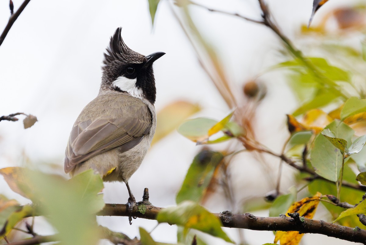 Himalayan Bulbul - ML647384851