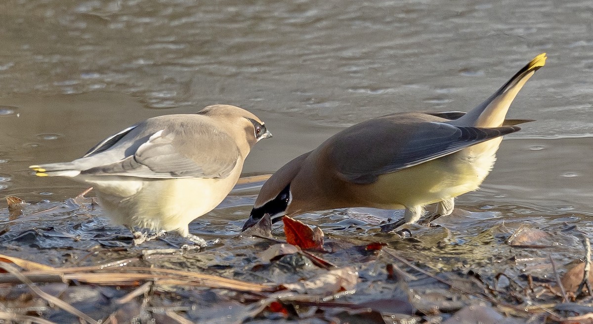 Кедровый свиристель - ML647384855