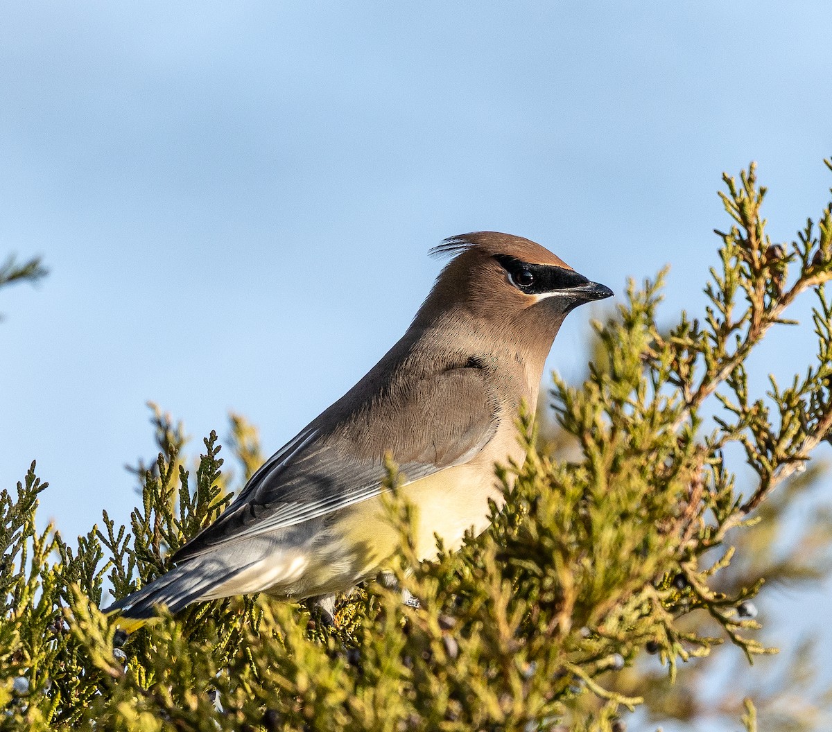 Кедровый свиристель - ML647384856