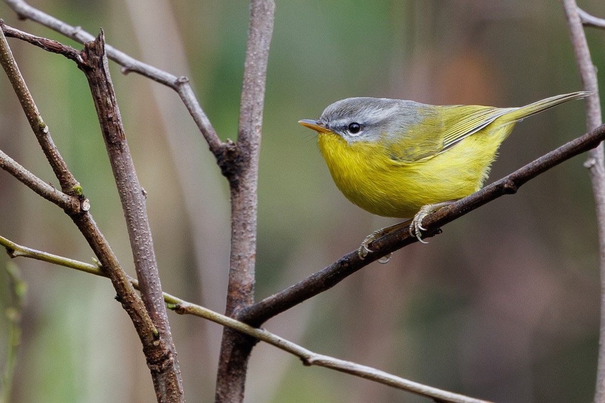 Gray-hooded Warbler - ML647384865