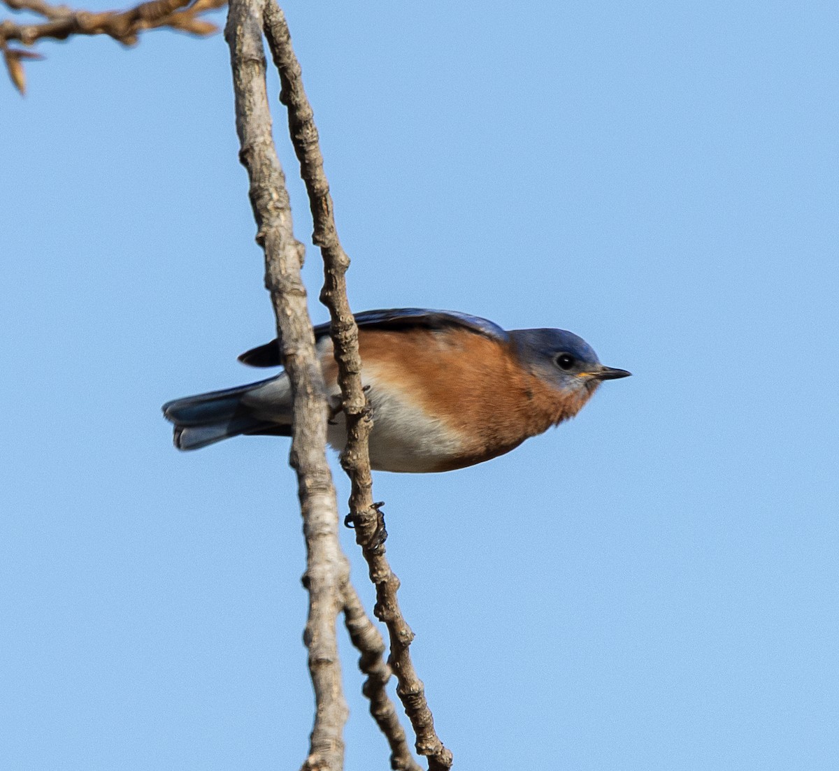 Eastern Bluebird - ML647384881