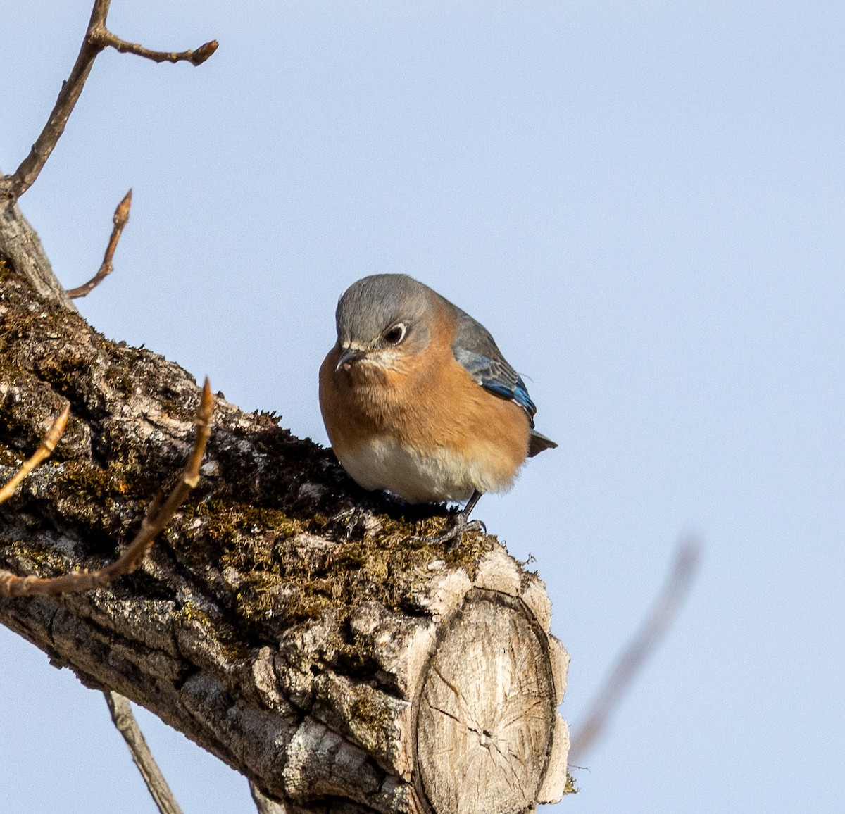 Eastern Bluebird - ML647384882