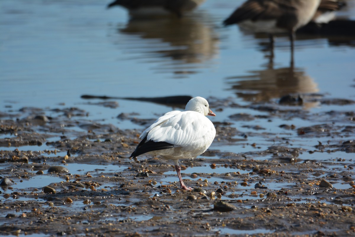 Ross's Goose - ML647384889