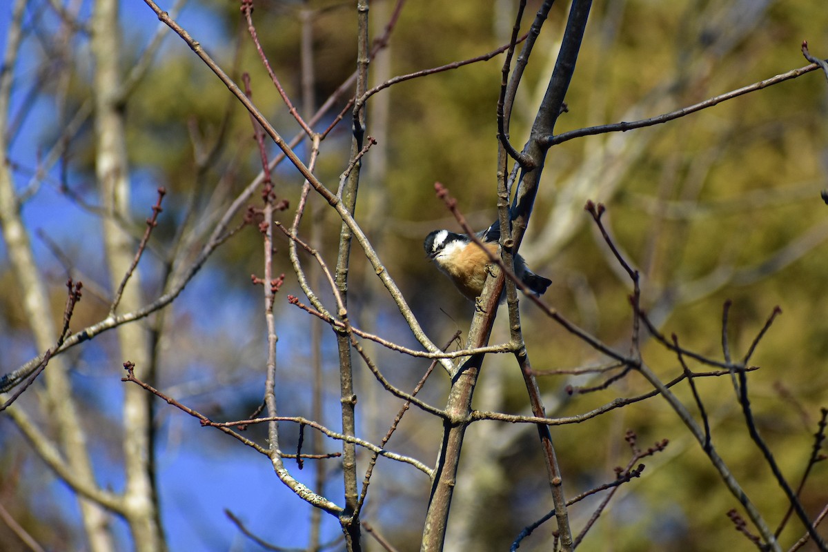 Red-breasted Nuthatch - ML647384914