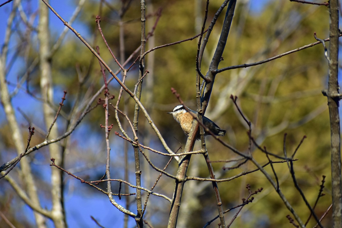 Red-breasted Nuthatch - ML647384915