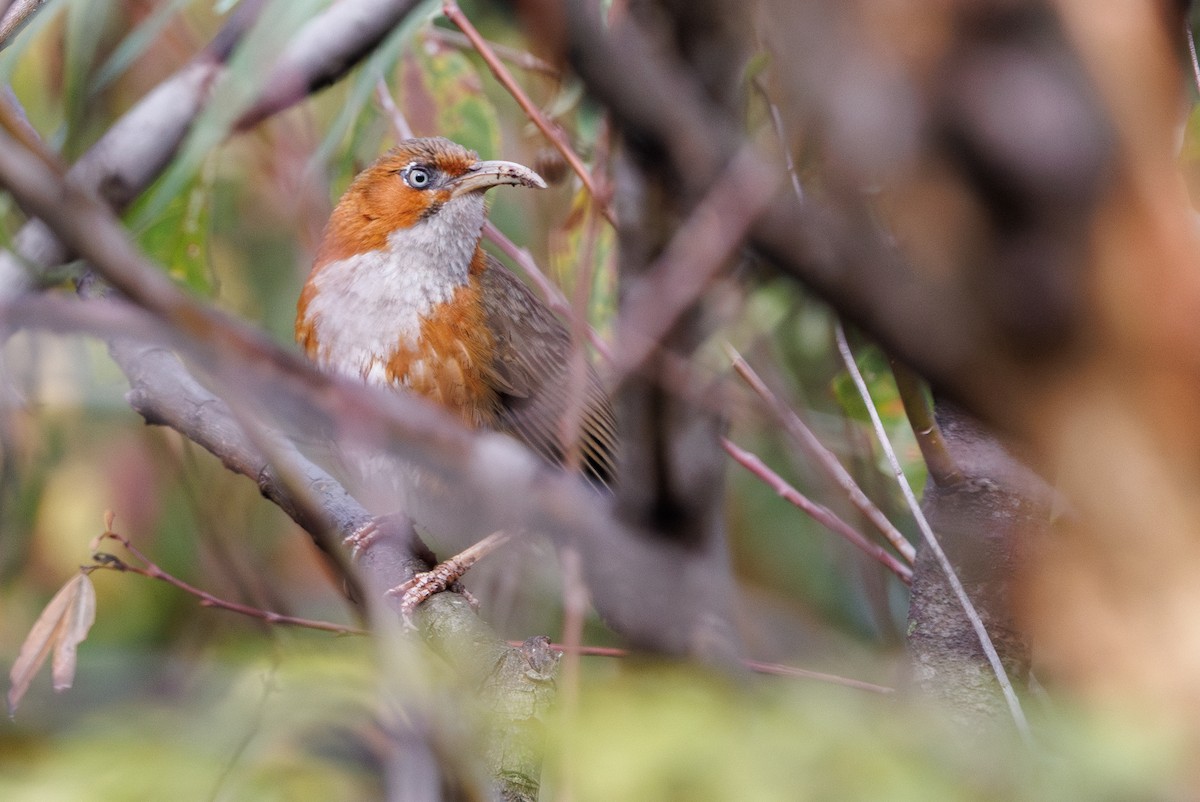 Rusty-cheeked Scimitar-Babbler - ML647384923