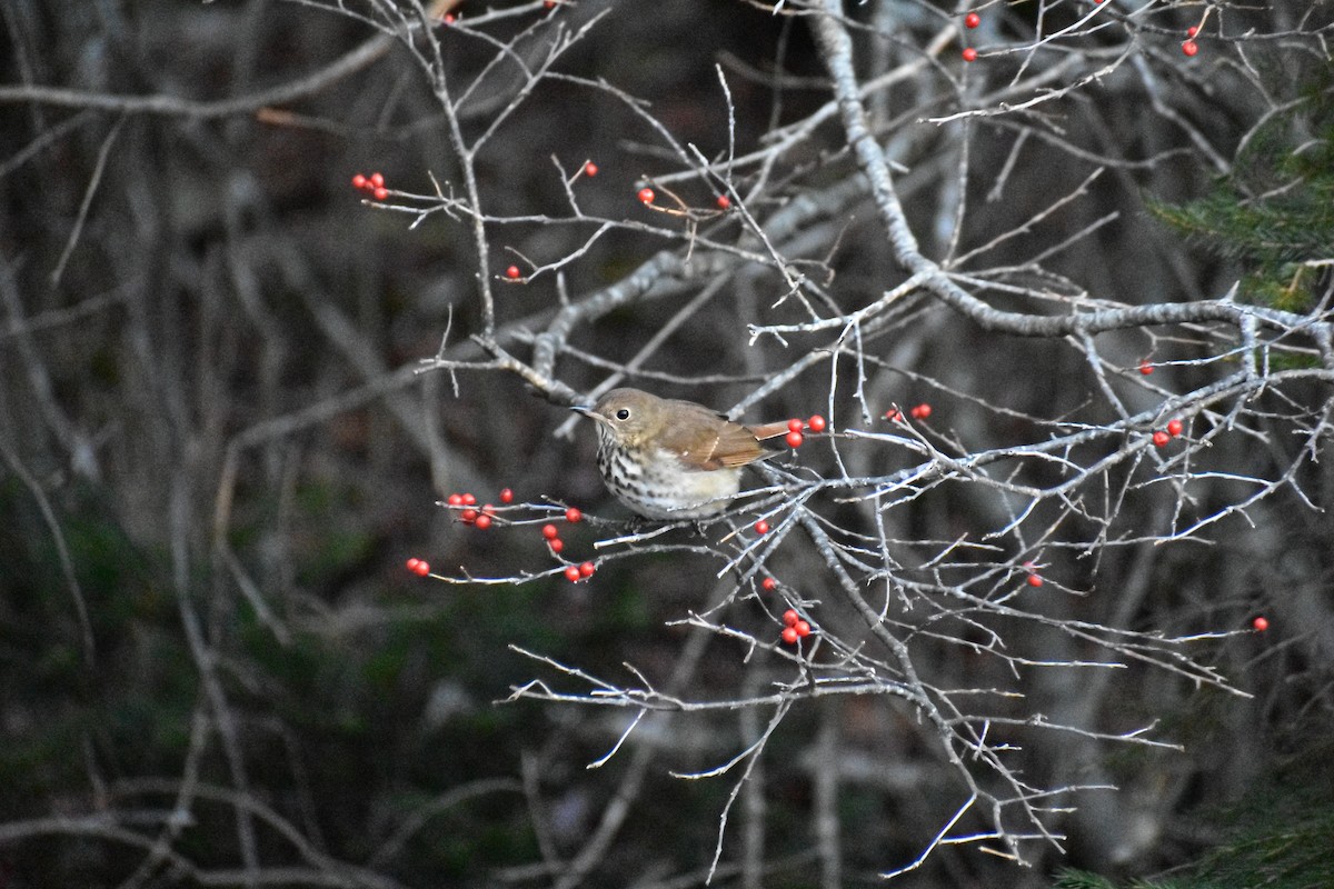 Hermit Thrush - ML647384937
