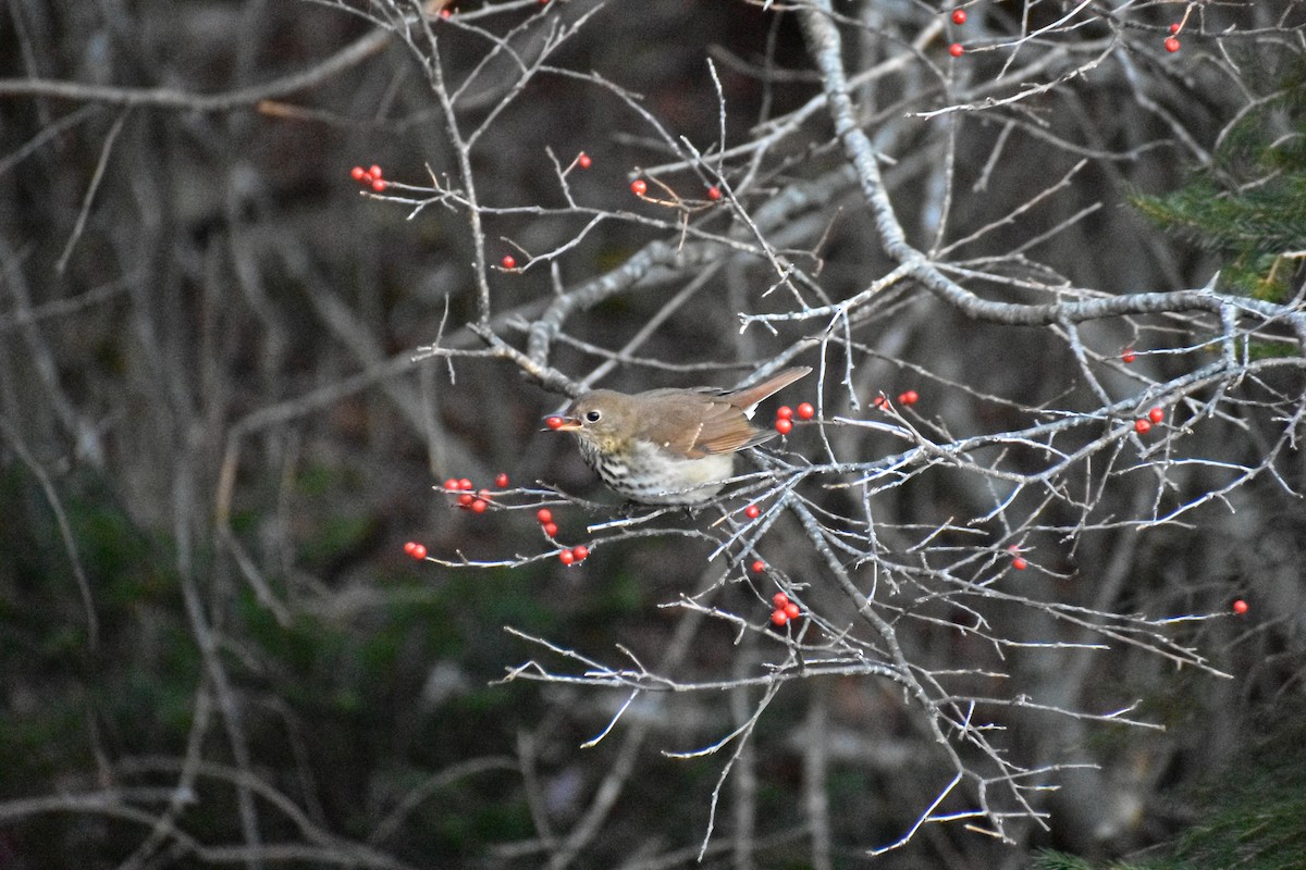 Hermit Thrush - ML647384938