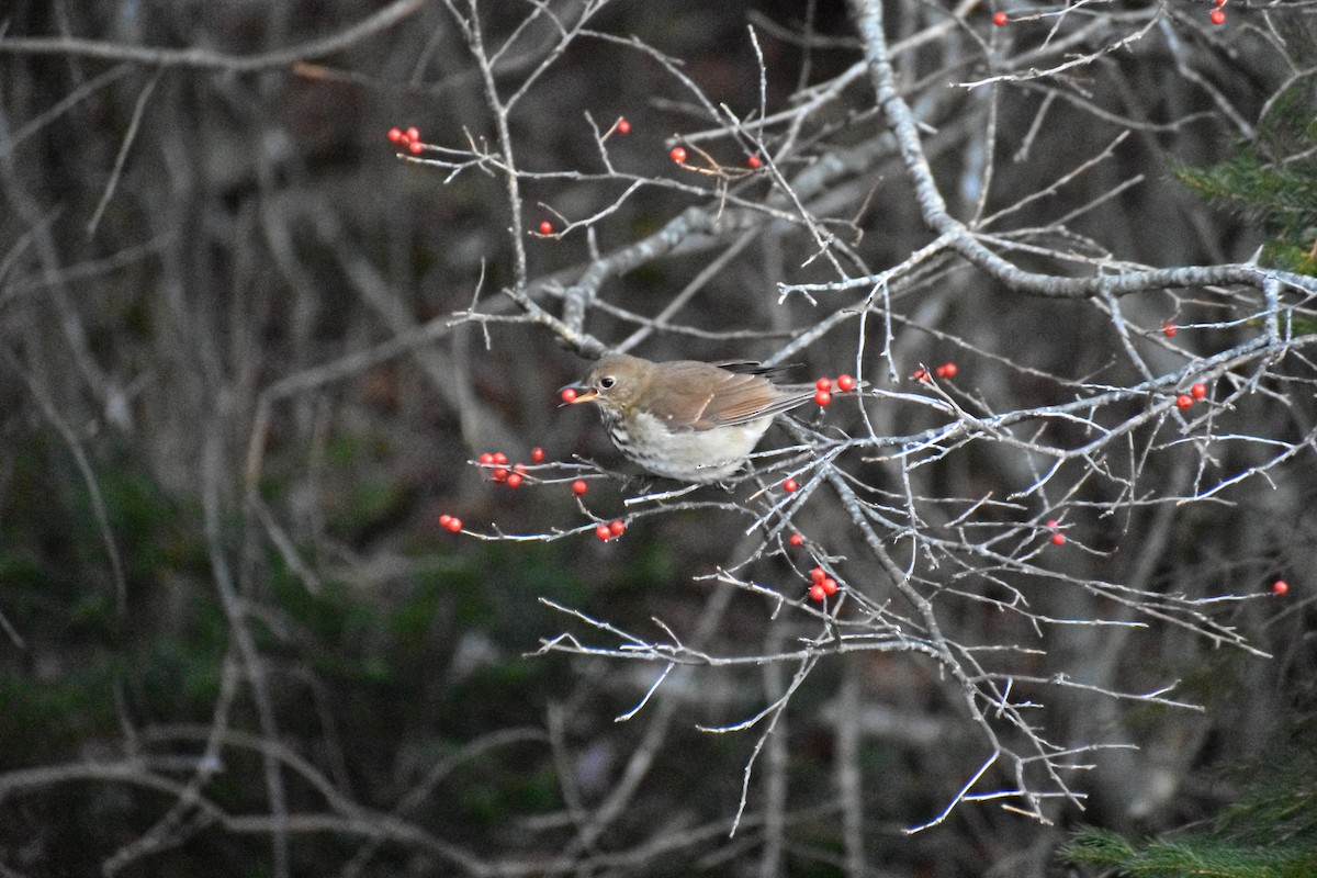 Hermit Thrush - ML647384939