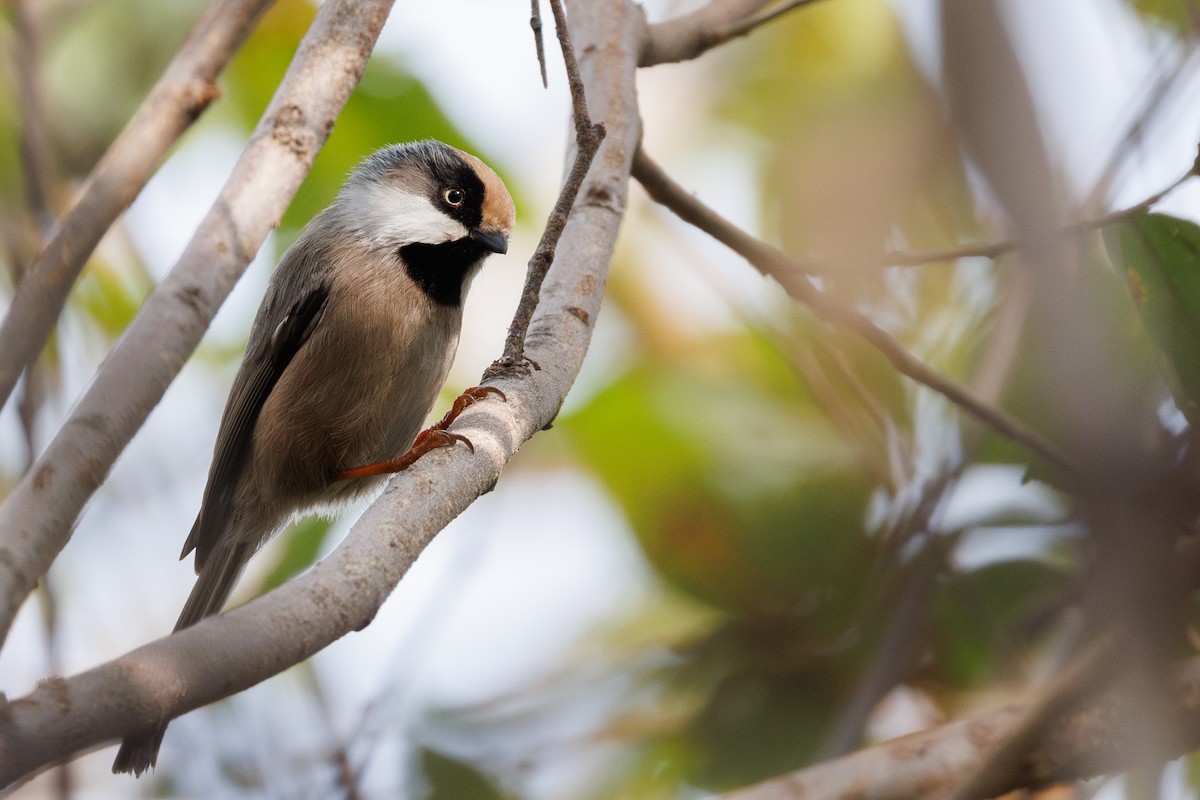 ホオジロエナガ - ML647384940