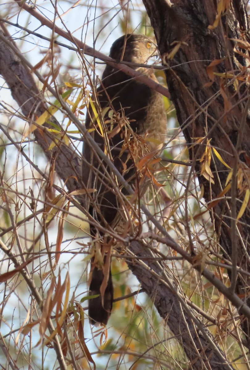 Куперов ястреб - ML647384960