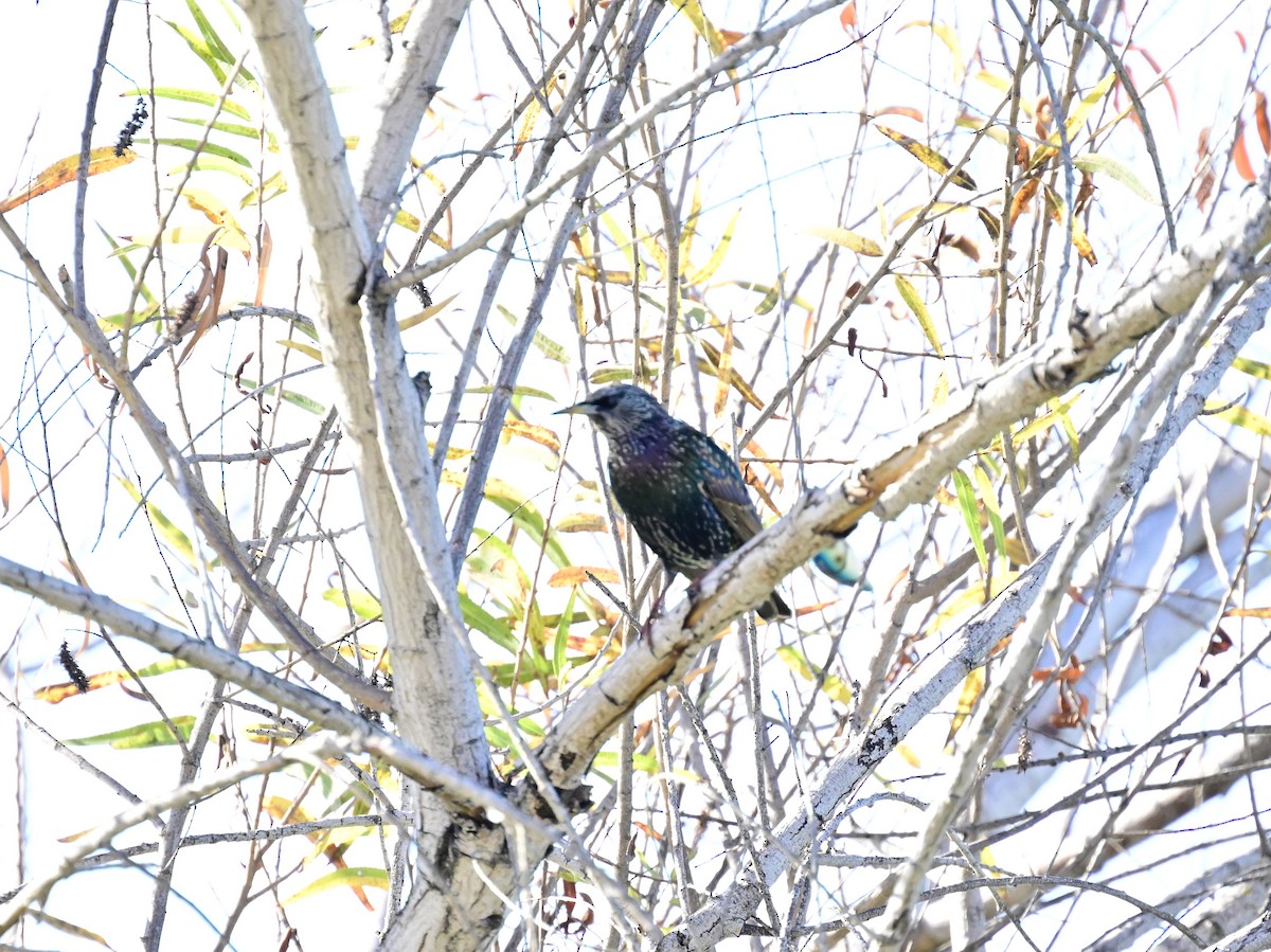 Шпак звичайний - ML647384961