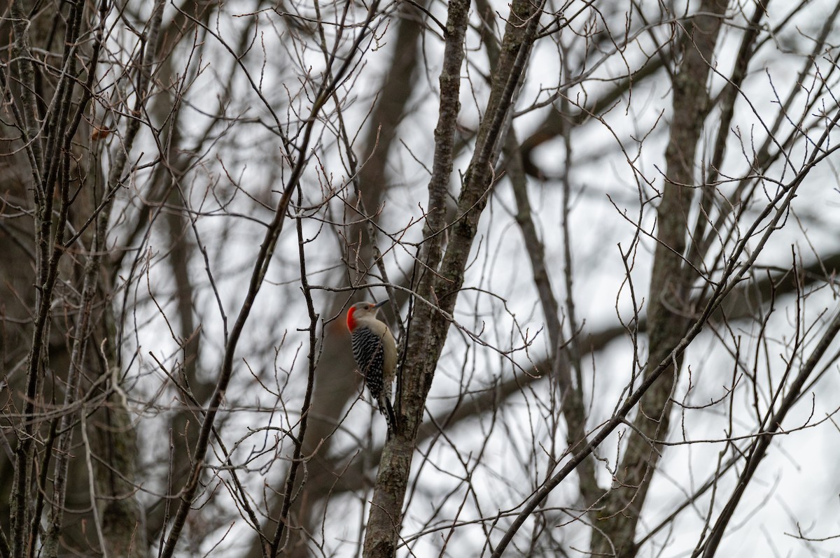 Red-bellied Woodpecker - ML647384970