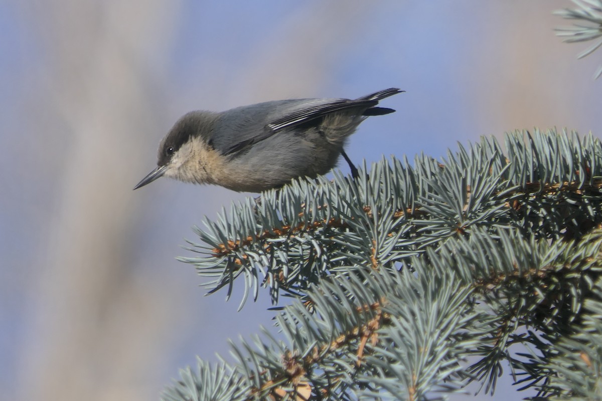 Повзик-крихітка - ML647384973