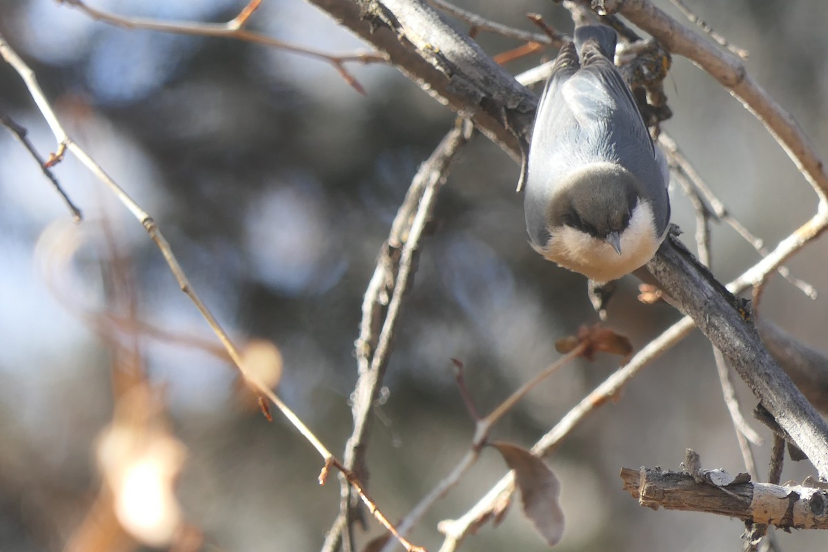 Повзик-крихітка - ML647384974