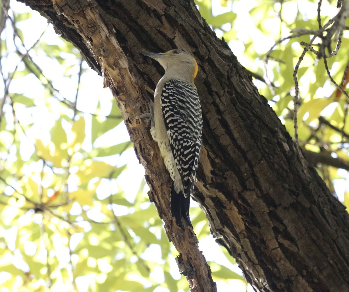 Golden-fronted Woodpecker - ML647384983