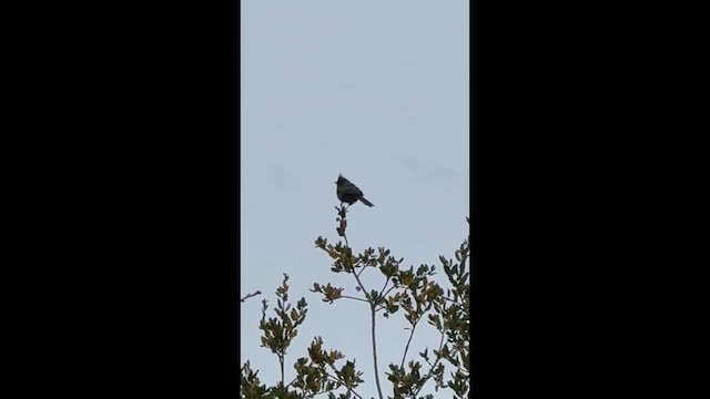 Phainopepla - ML647384994