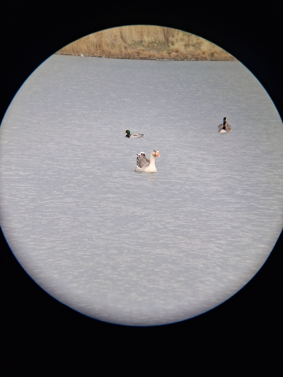 אווז אפור (מבוית) - ML647384999