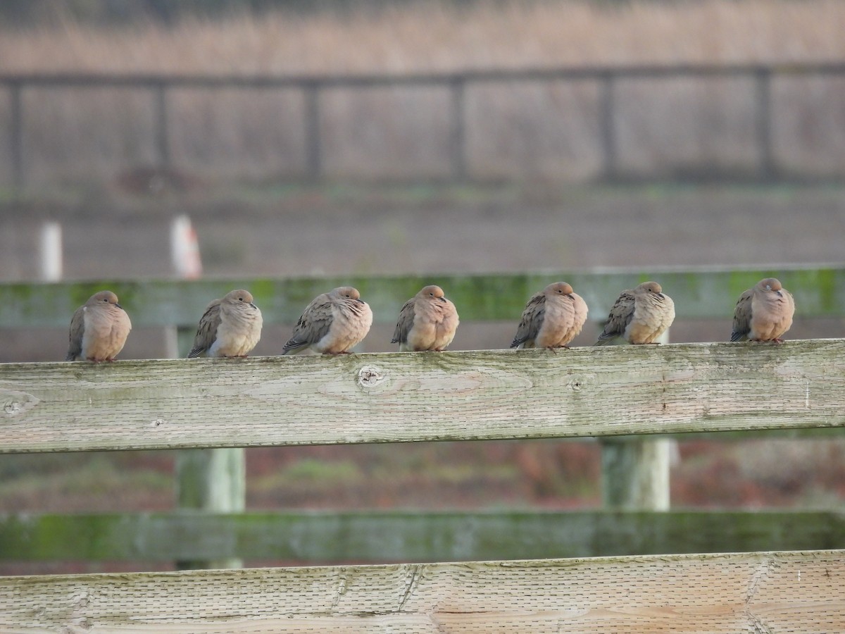 Uzun Kuyruklu Kumru - ML647385001