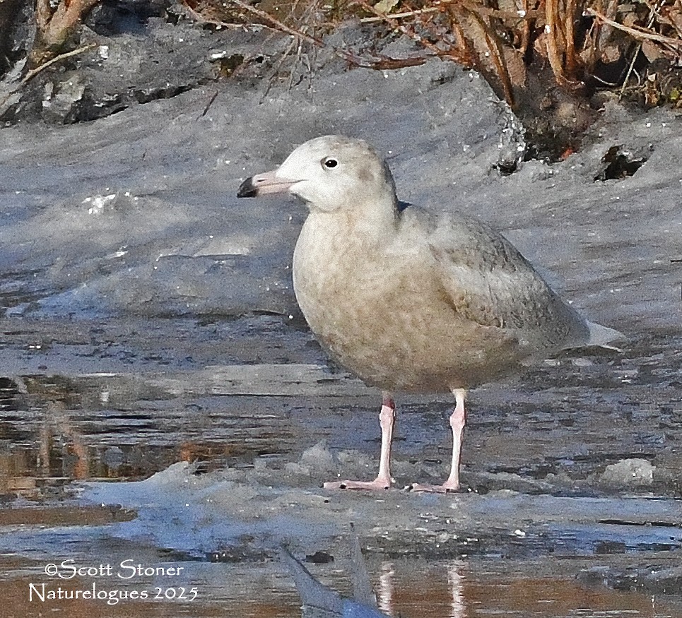 Gavión Hiperbóreo - ML647385011