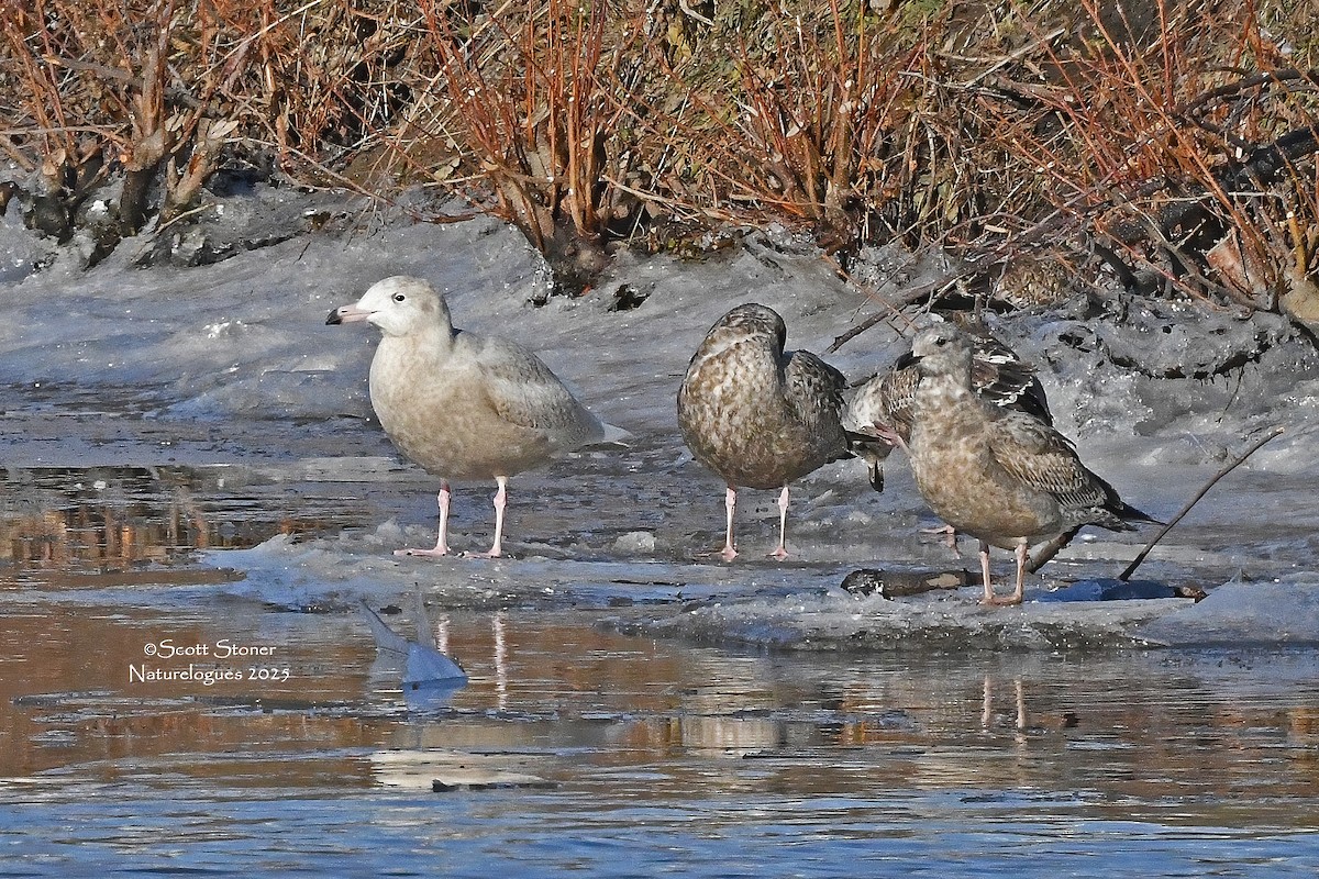 Gavión Hiperbóreo - ML647385013