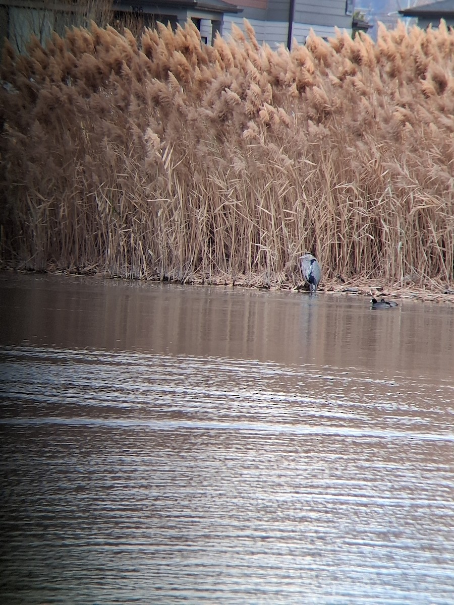 Большая голубая цапля - ML647385028