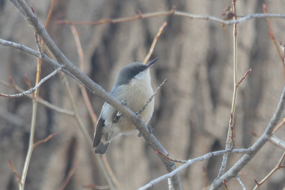 Повзик-крихітка - ML647385034