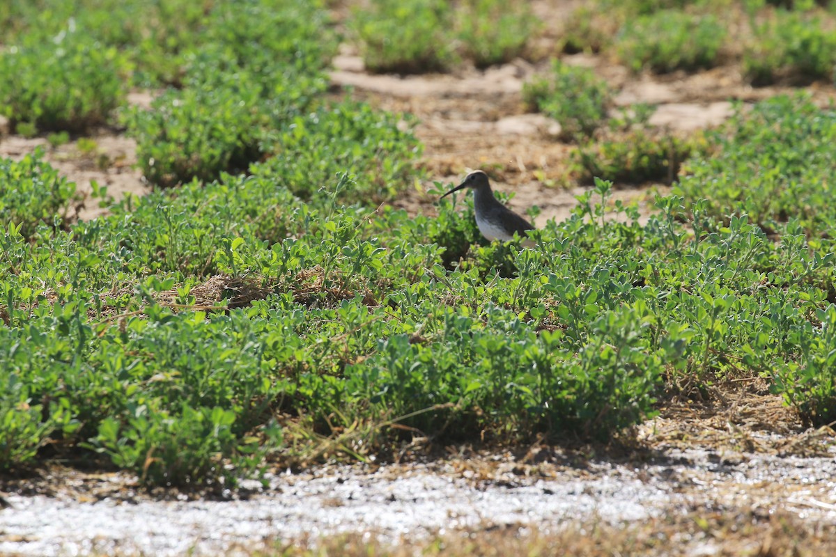 Txirri arrunta - ML647385036