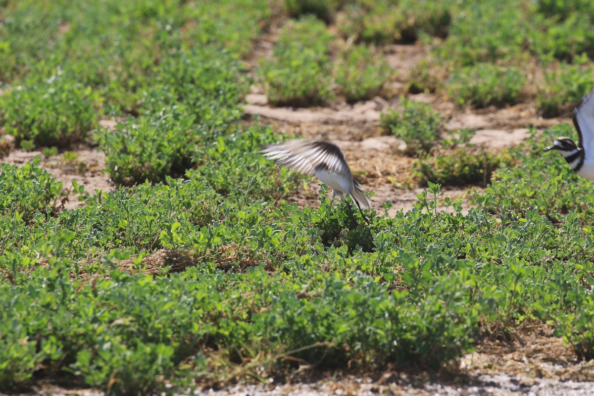 Txirri arrunta - ML647385037