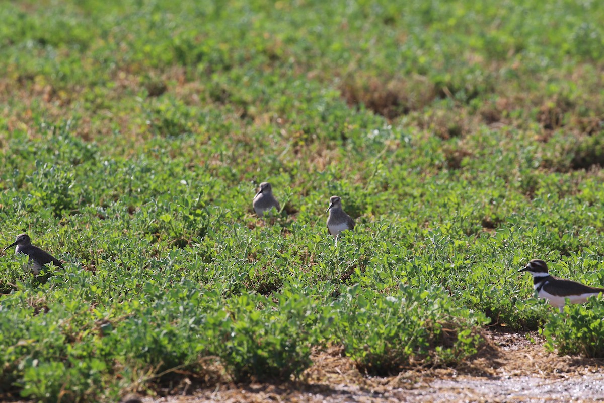 Dunlin - ML647385038
