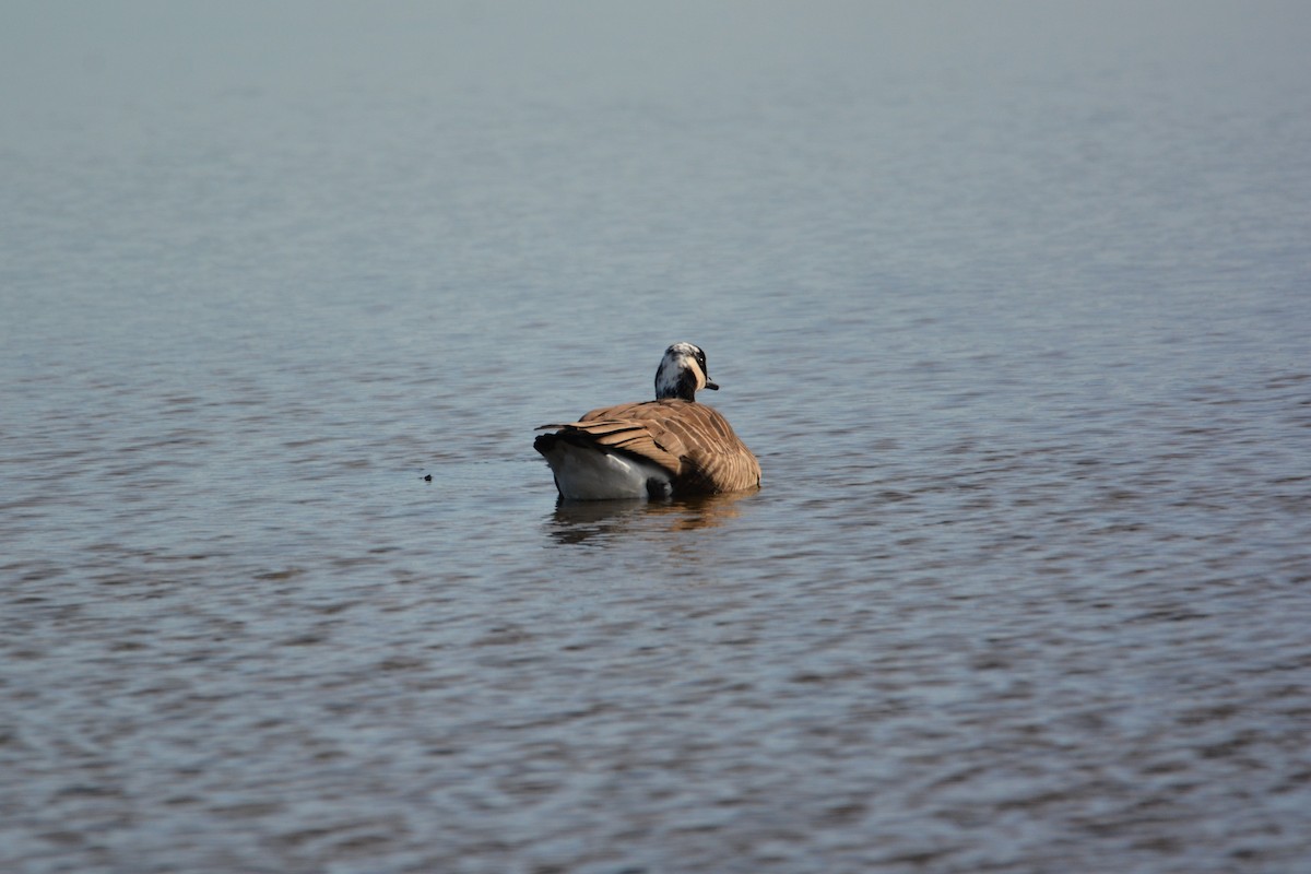 Oca canadese maggiore - ML647385041