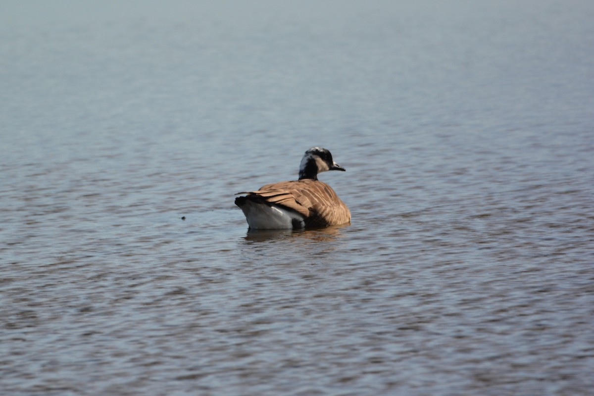 Canada Goose - ML647385043