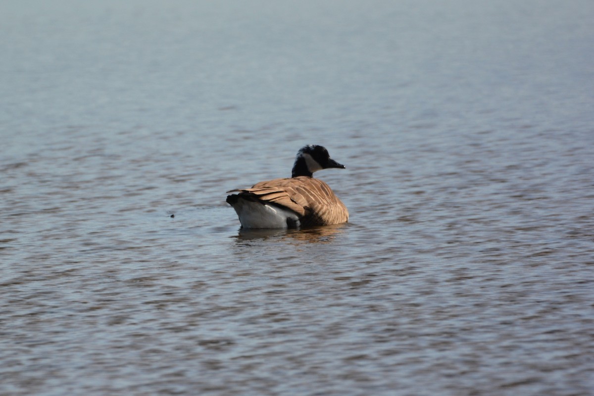 Canada Goose - ML647385044