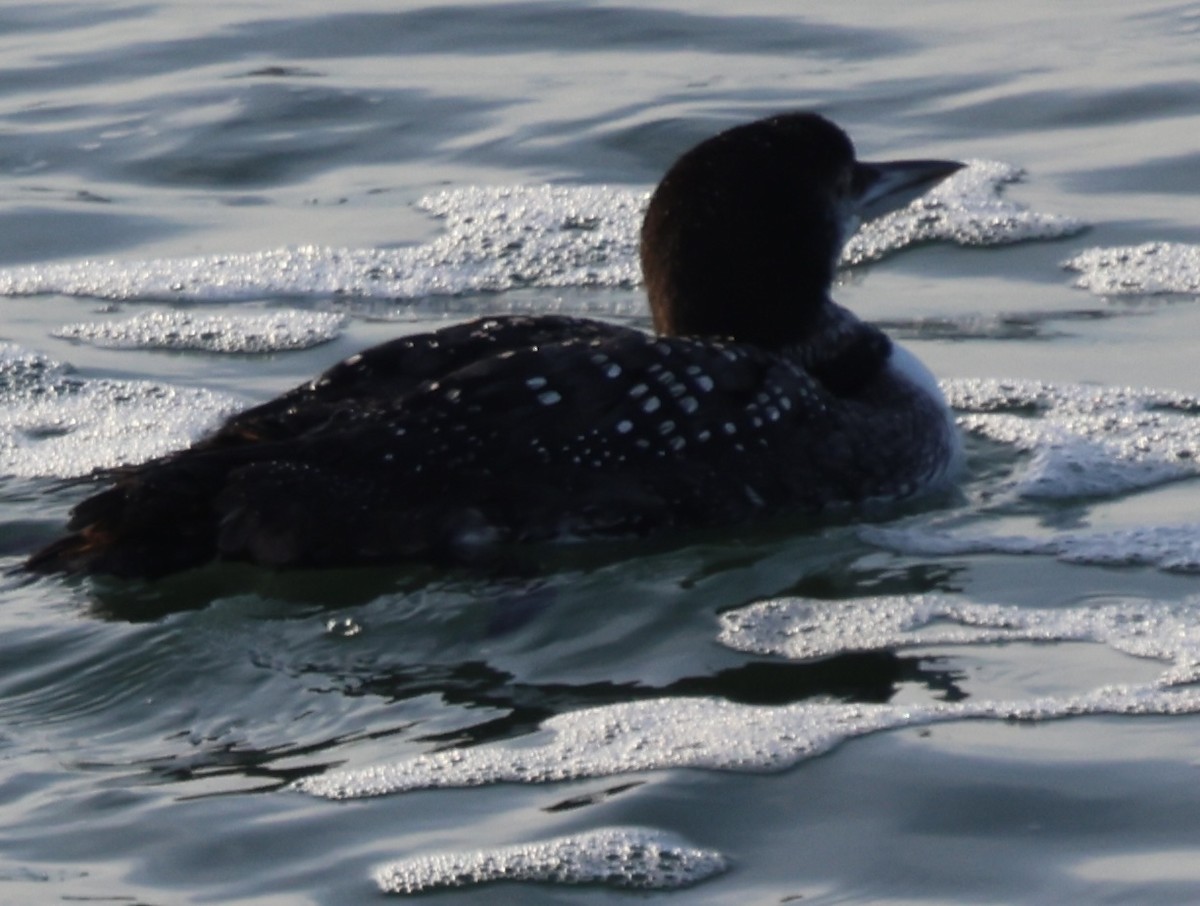Common Loon - ML647385046