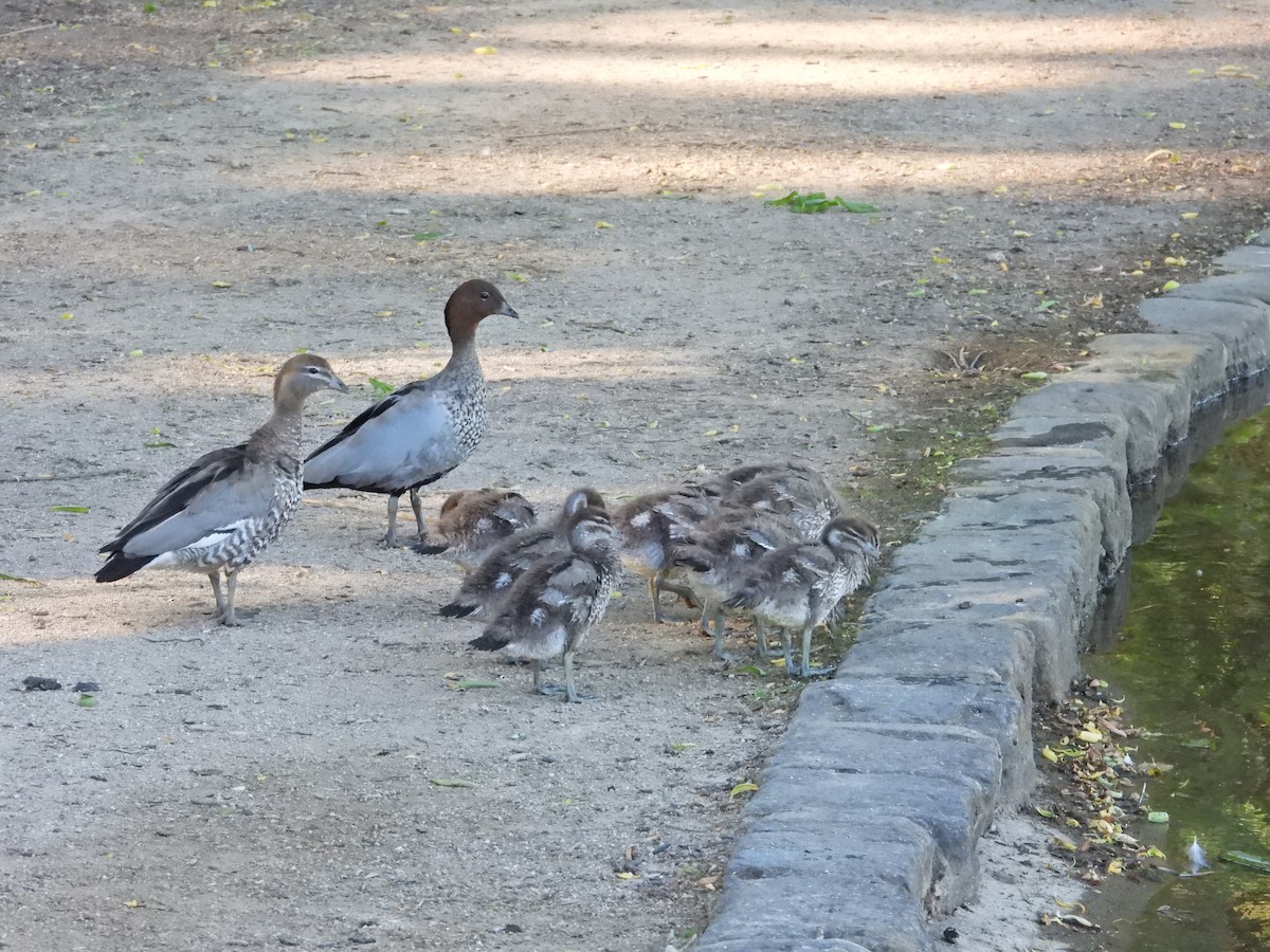 Maned Duck - ML647385047