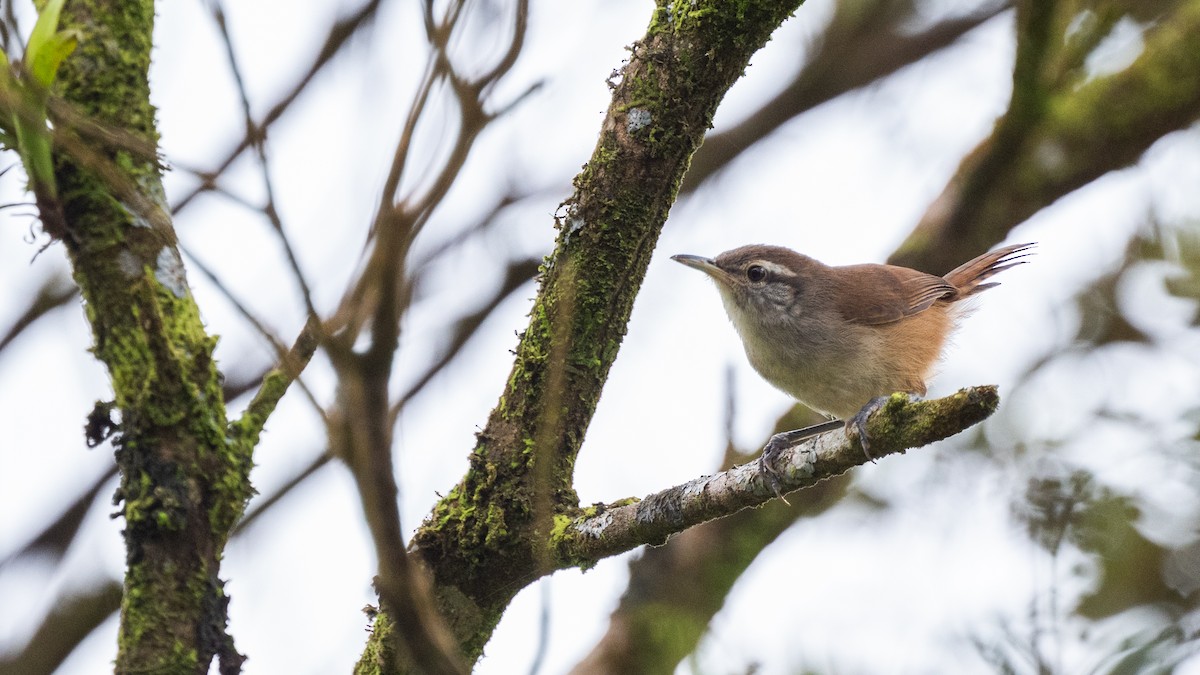 Cabanis's Wren - ML647385048