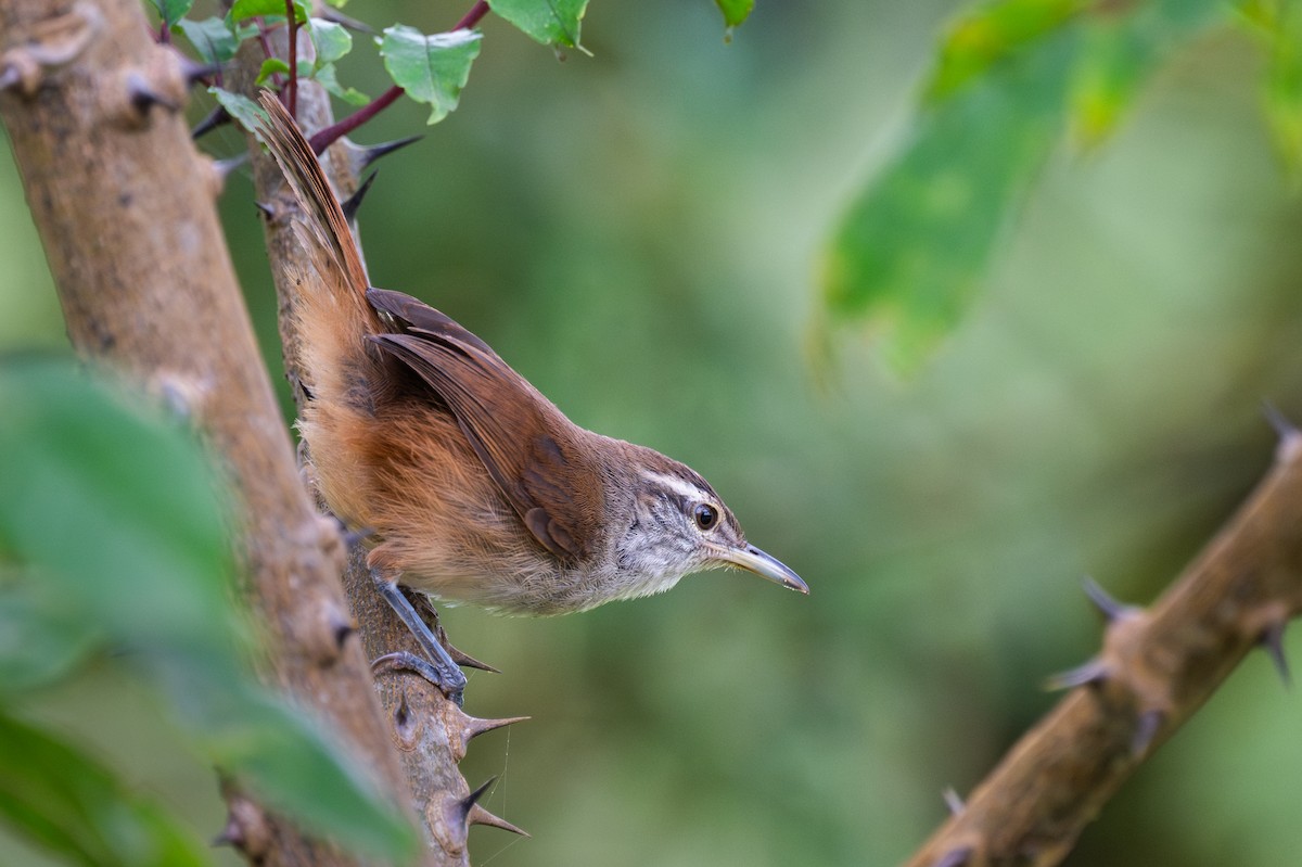 Cabanis's Wren - ML647385049