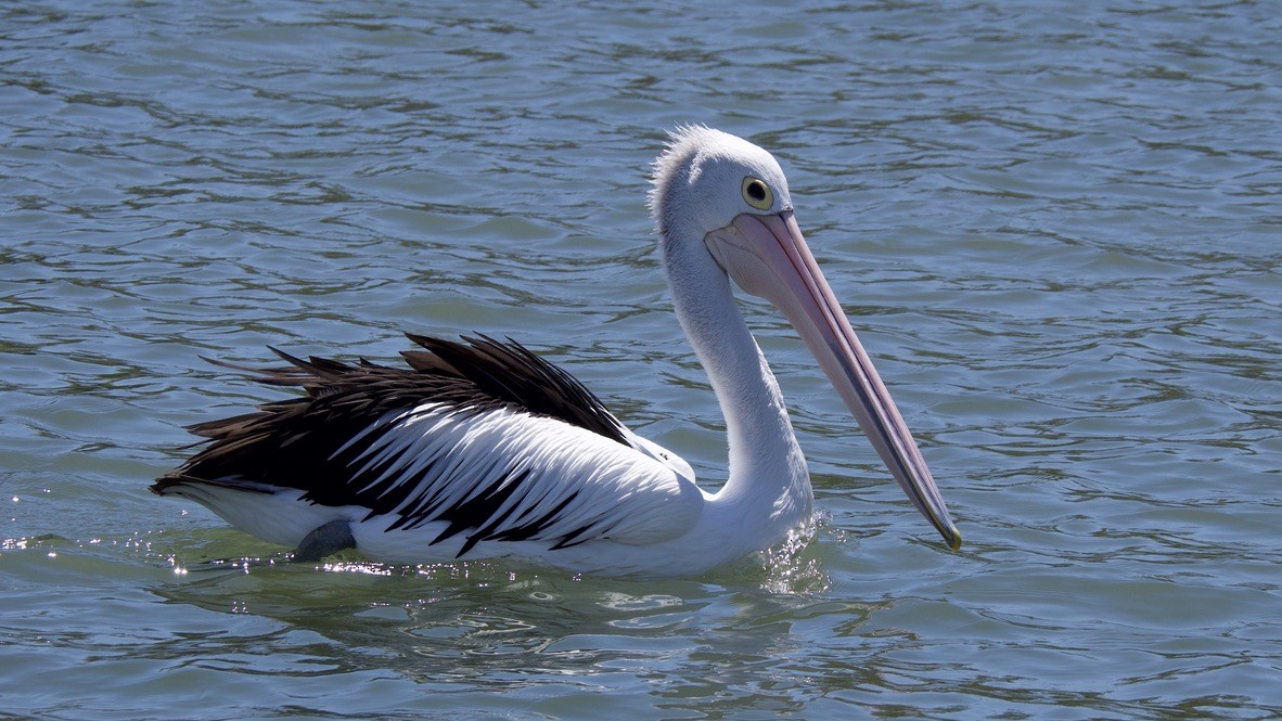 Australian Pelican - ML647385052