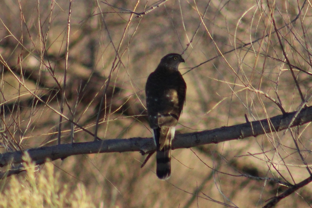 Cooper's Hawk - ML647385054