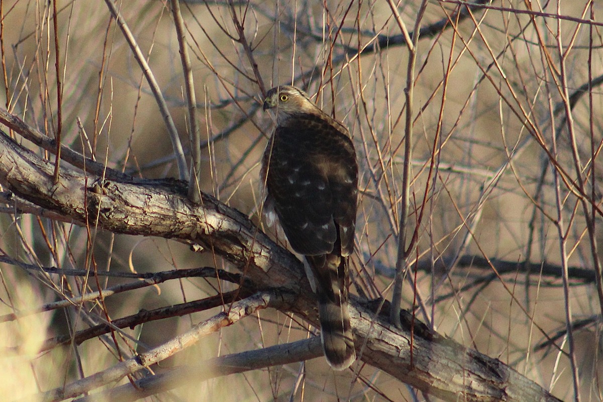 Cooper's Hawk - ML647385055