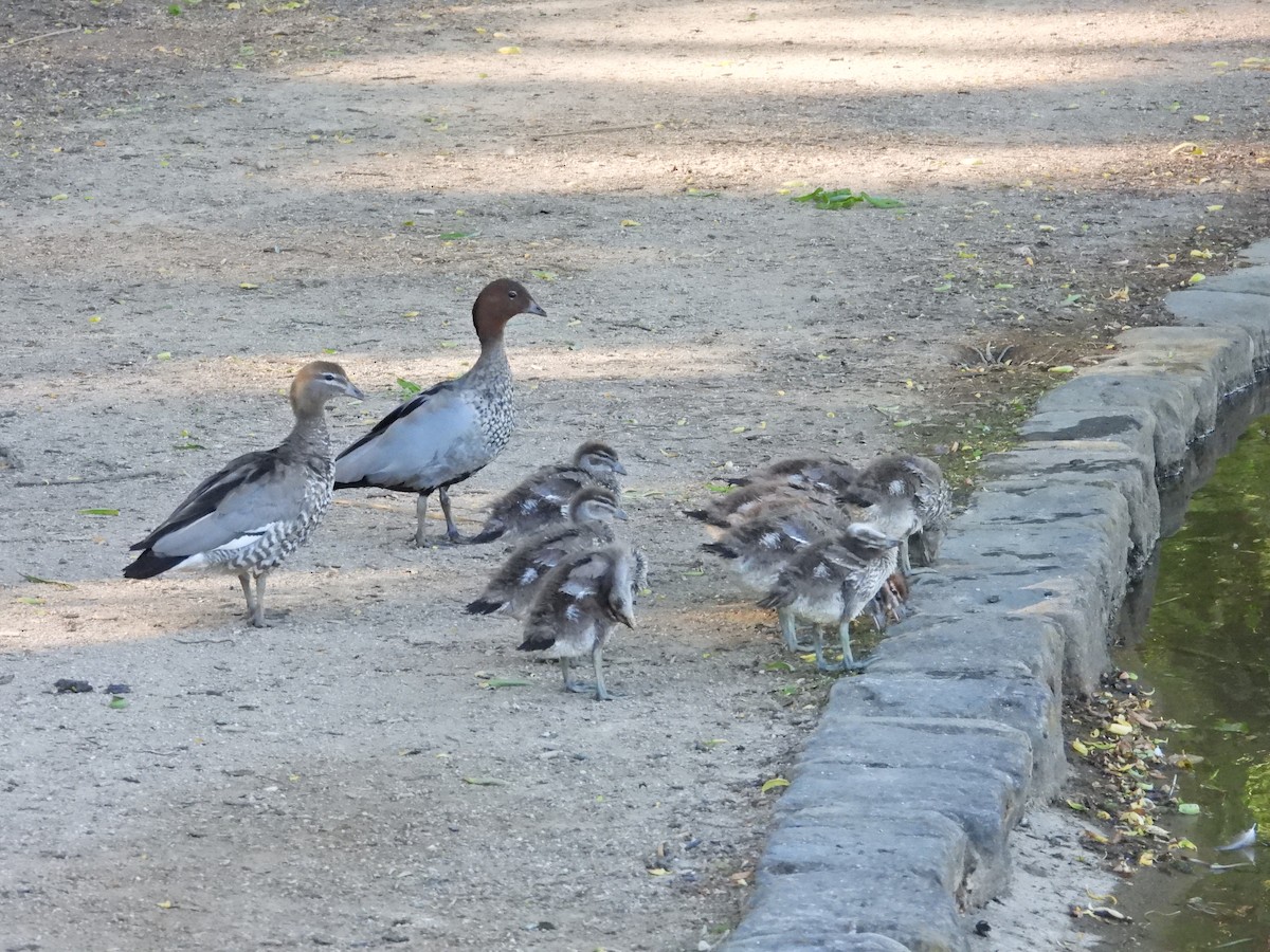 Maned Duck - ML647385056