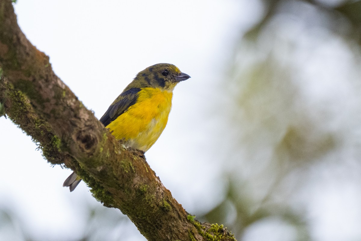 Yellow-crowned Euphonia - ML647385057