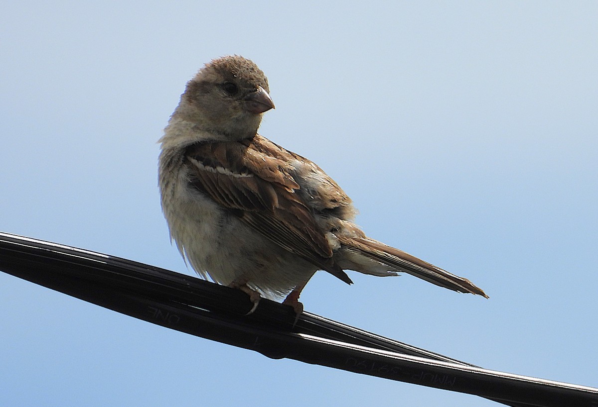 House Sparrow - ML647385058