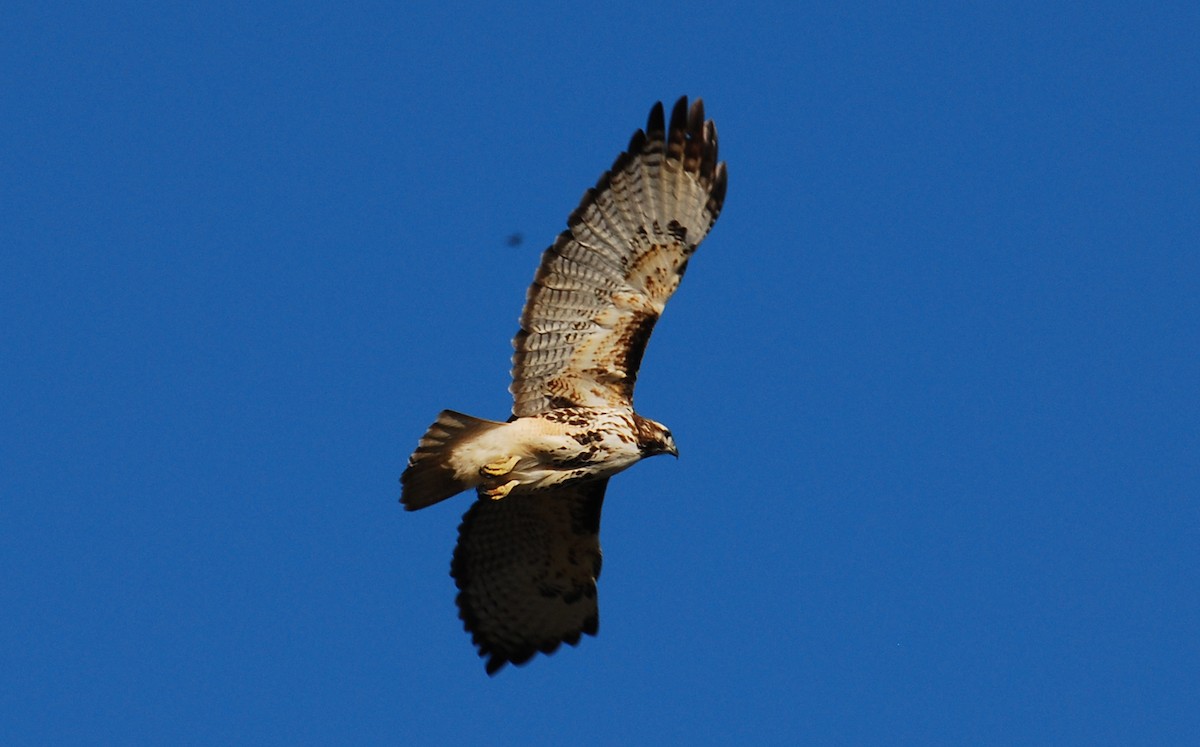 Red-tailed Hawk - ML647385059
