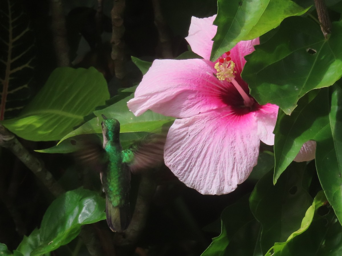 Blue-headed Hummingbird - ML647385060