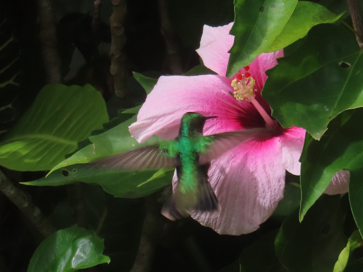 Blue-headed Hummingbird - ML647385061