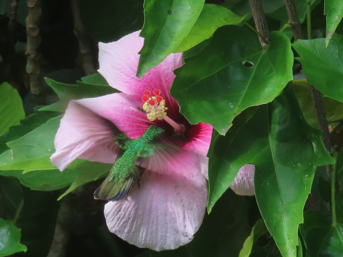 Blue-headed Hummingbird - ML647385062
