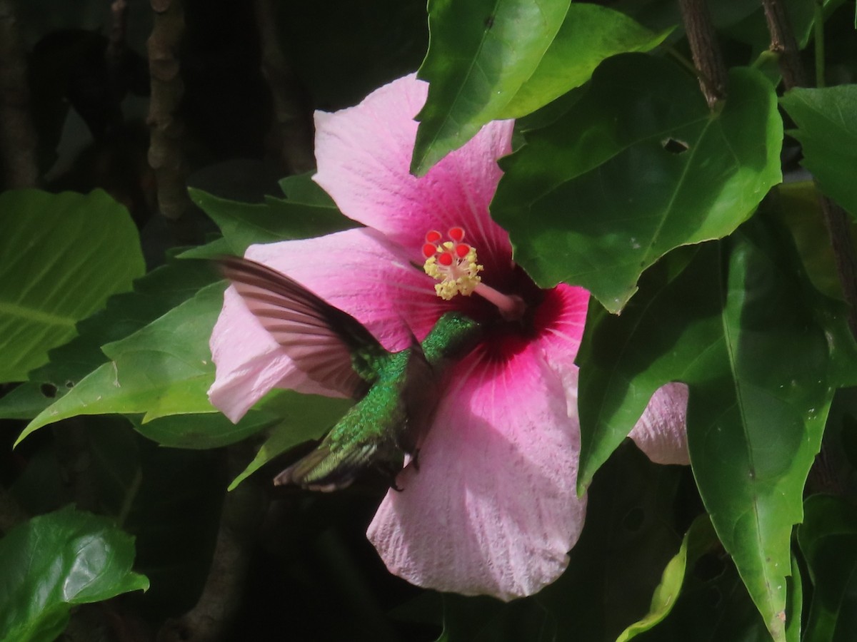 Blue-headed Hummingbird - ML647385063