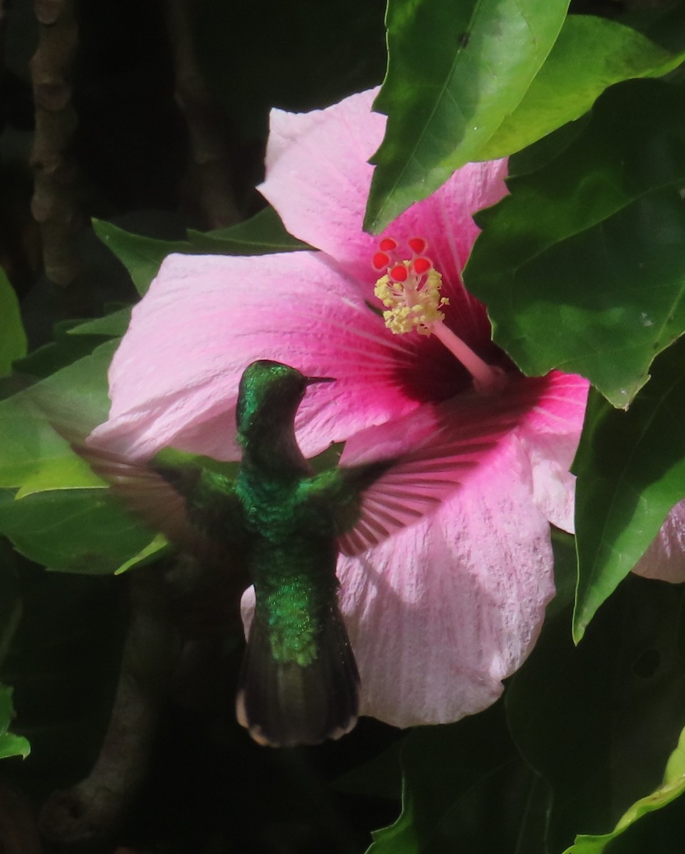 Blue-headed Hummingbird - ML647385064